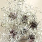 Clematis vitalba in winter dress